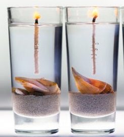 Candle Cocoon, LLC